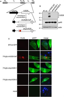 The Requirement for US28 During Cytomegalovirus Latency Is Independent of US27 and US29 Gene Expression